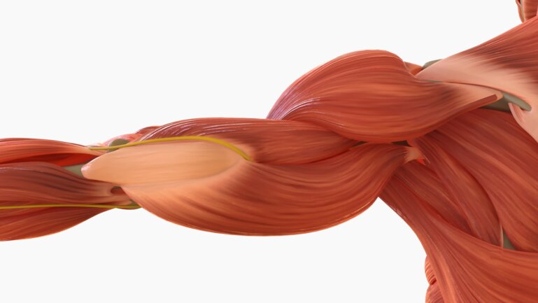 L’essentiel des chaînes musculaires
